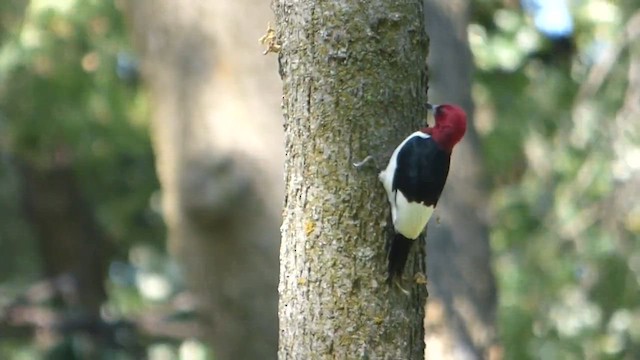 Kırmızı Başlı Ağaçkakan - ML647800520