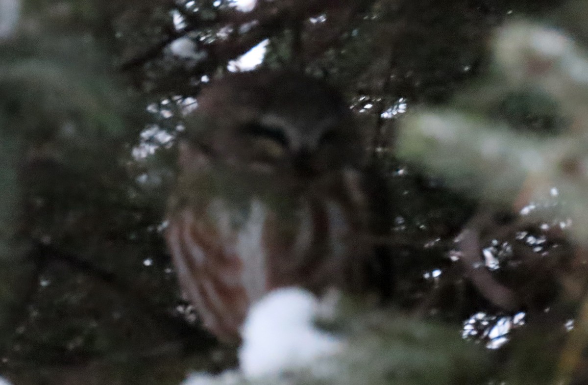 Northern Saw-whet Owl - ML647800527