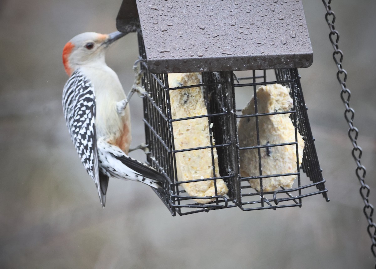 Red-bellied Woodpecker - ML647800560