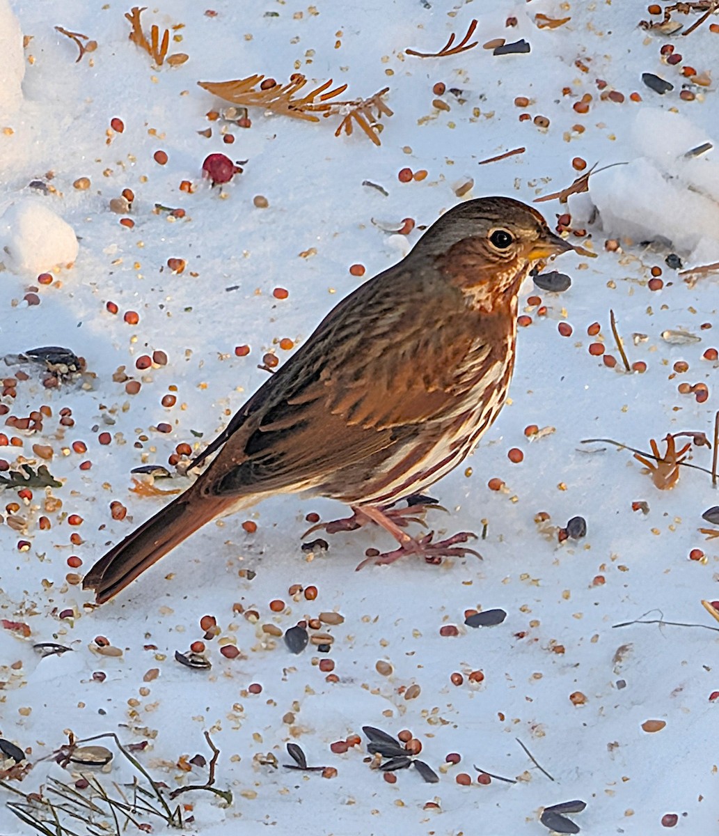 strnadec kaštanový (ssp. iliaca/zaboria) - ML647800561