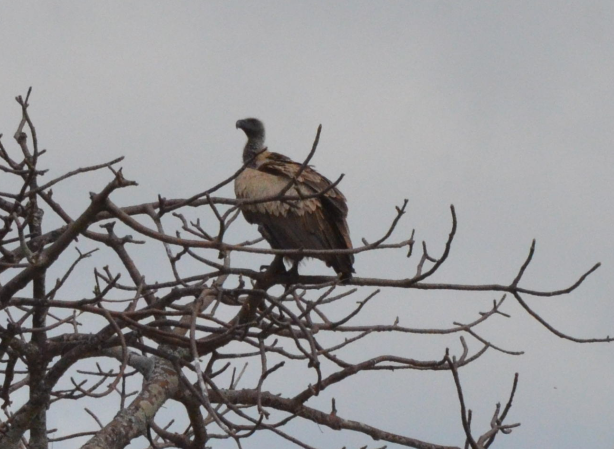 Ak Sırtlı Akbaba - ML647800562