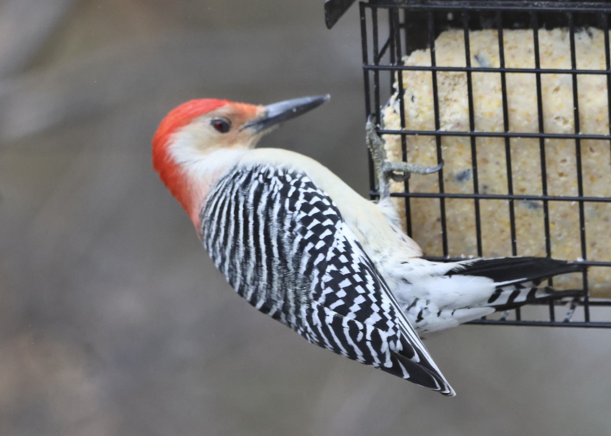 Red-bellied Woodpecker - ML647800568