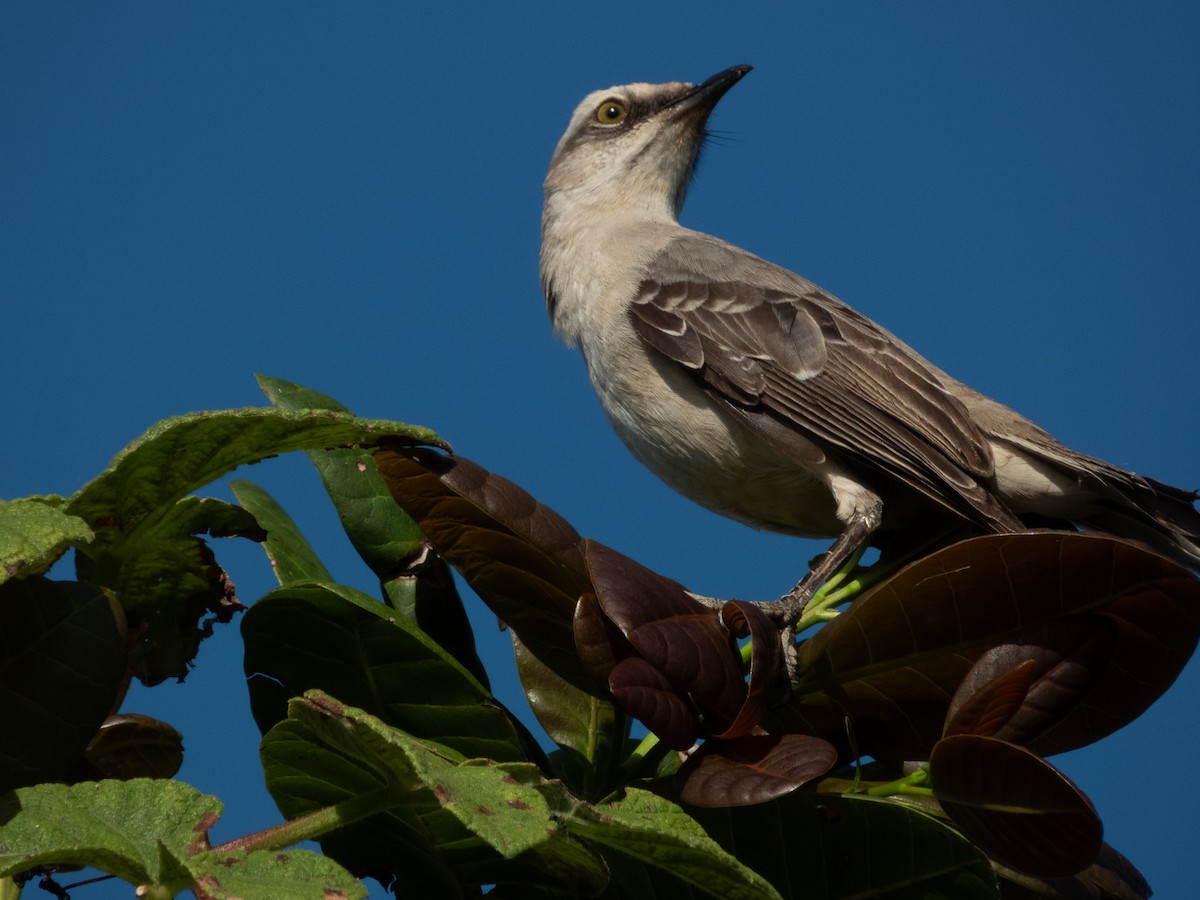 Tropikal Taklitçi - ML647800575