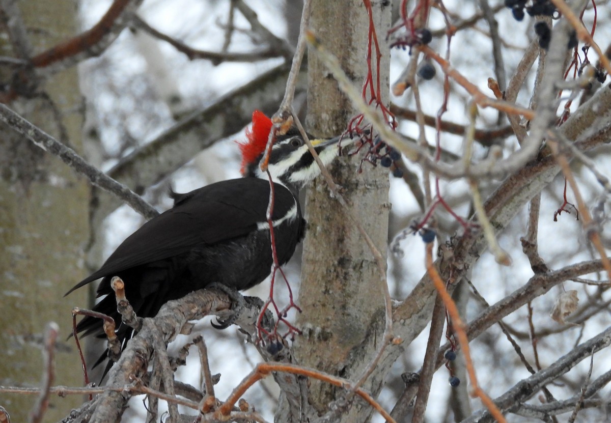 Pileated Woodpecker - ML647800586