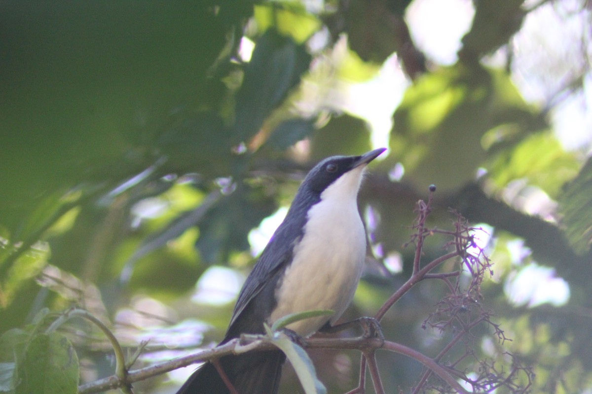 Moqueur bleu et blanc - ML647800595