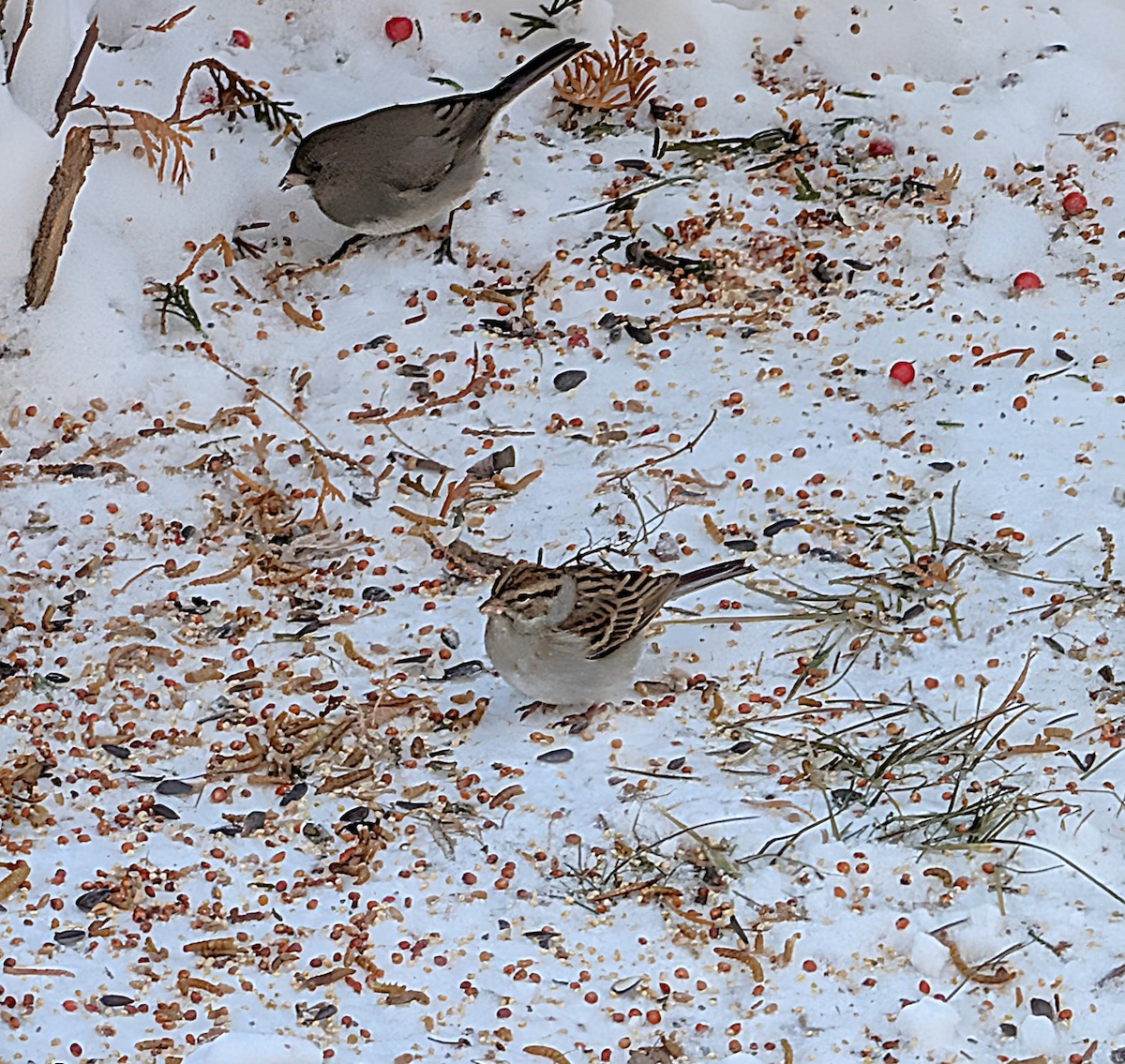 brunissespurv - ML647800600