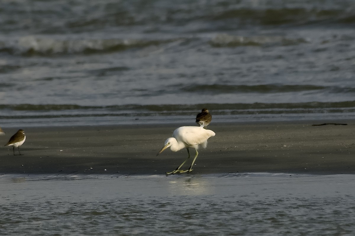 Chinese Egret - ML647800638