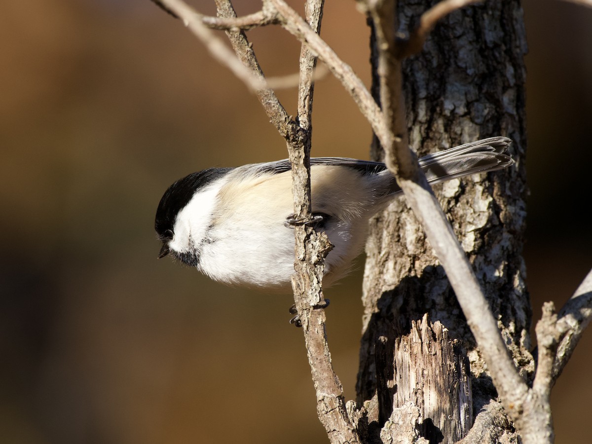 Гаїчка світлокрила - ML647800650