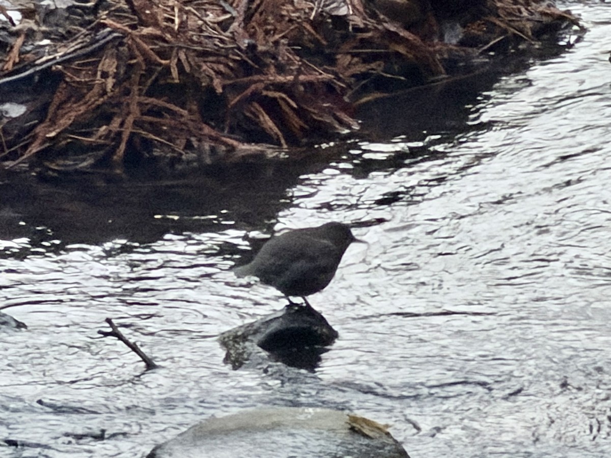 Brown Dipper - ML647800652