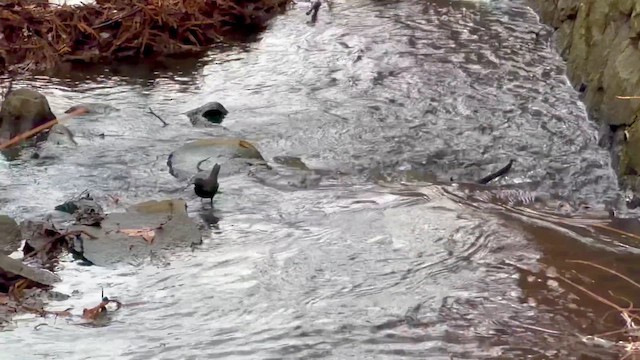Brown Dipper - ML647800653