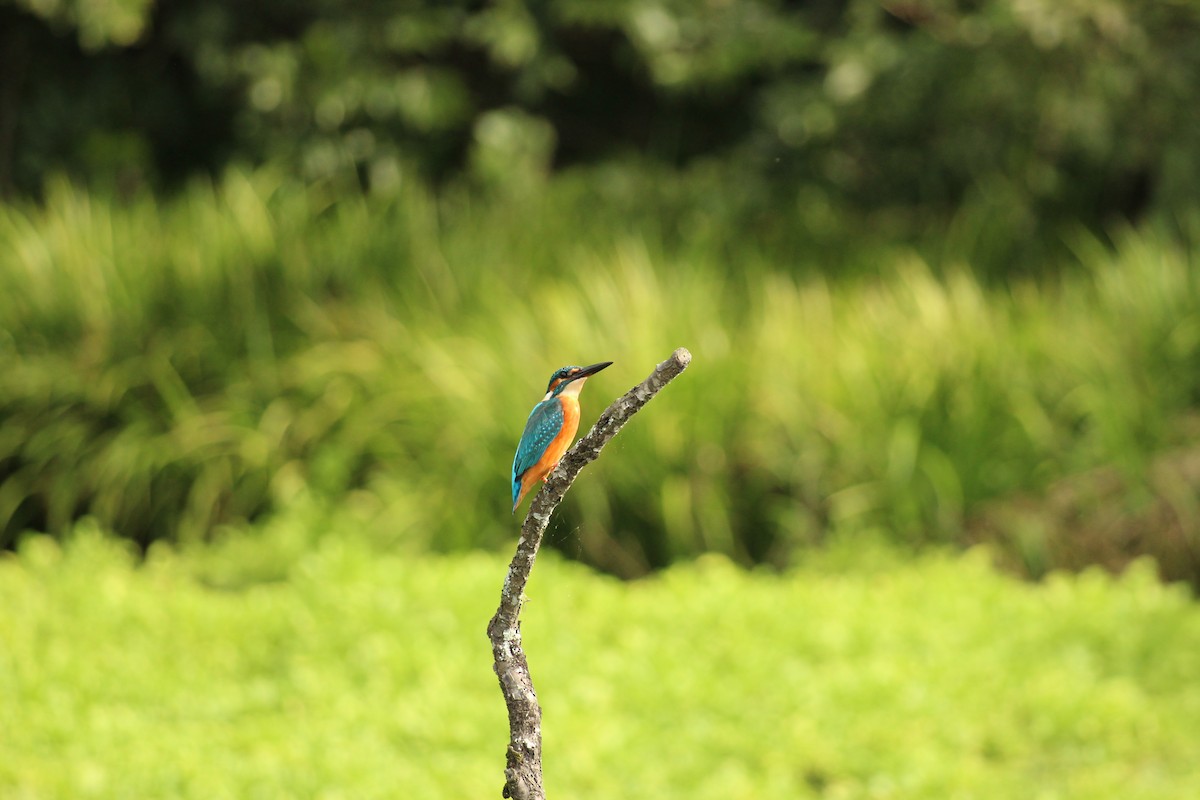 Common Kingfisher - ML647800659