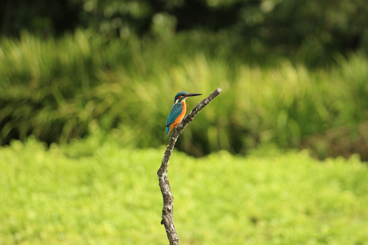 Common Kingfisher - ML647800661