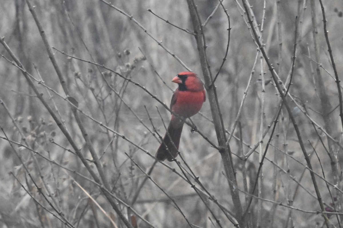 Northern Cardinal - ML647800666