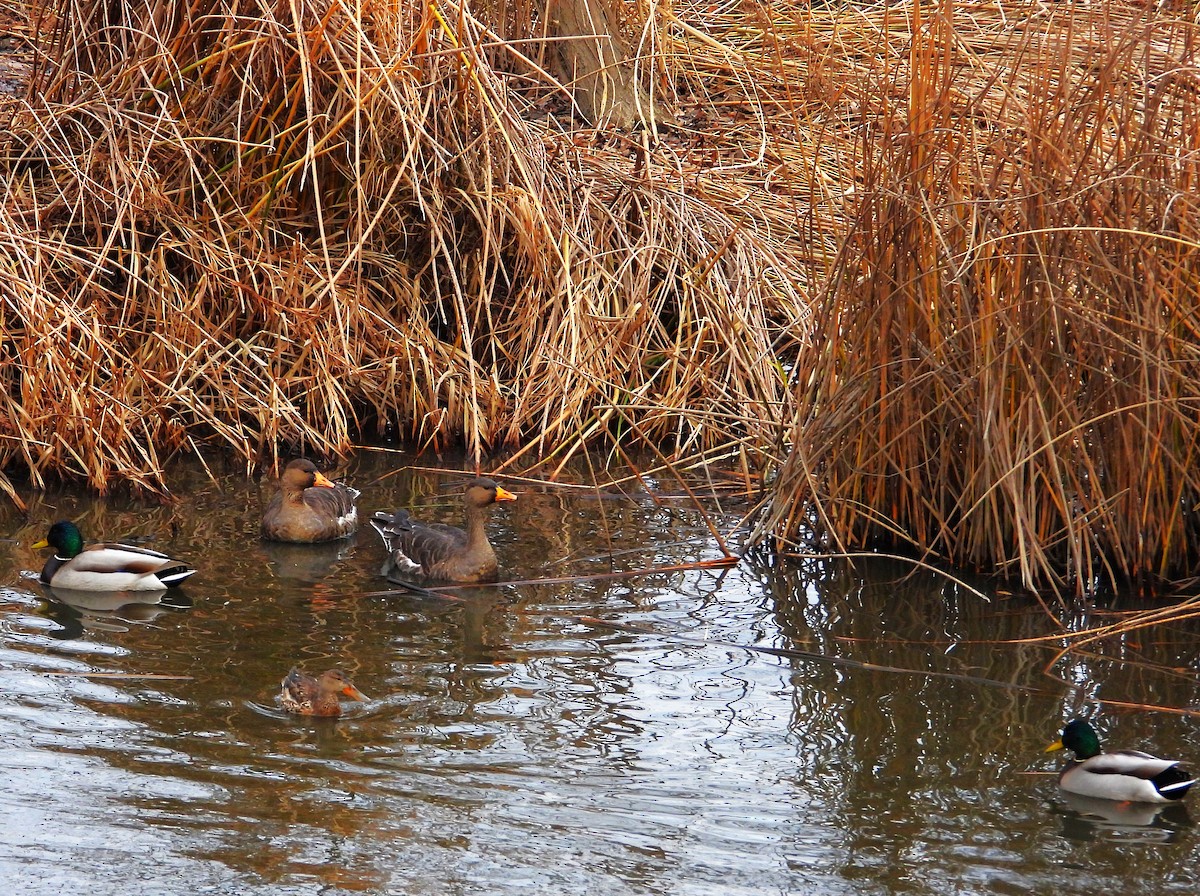 Lesser White-fronted Goose - ML647800730