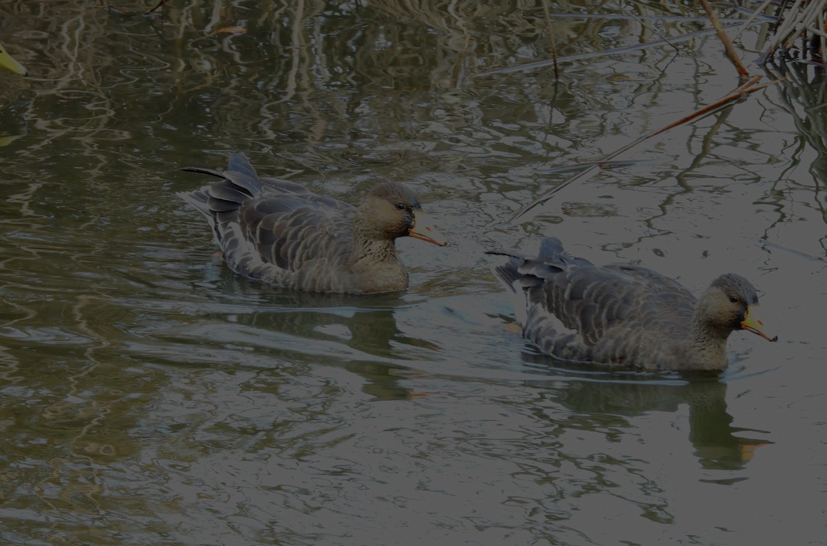 Lesser White-fronted Goose - ML647800731