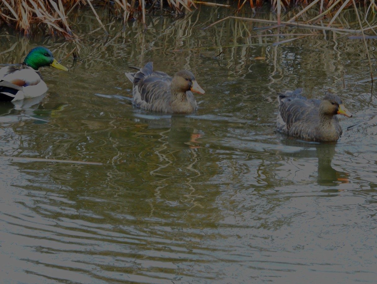 Lesser White-fronted Goose - ML647800732