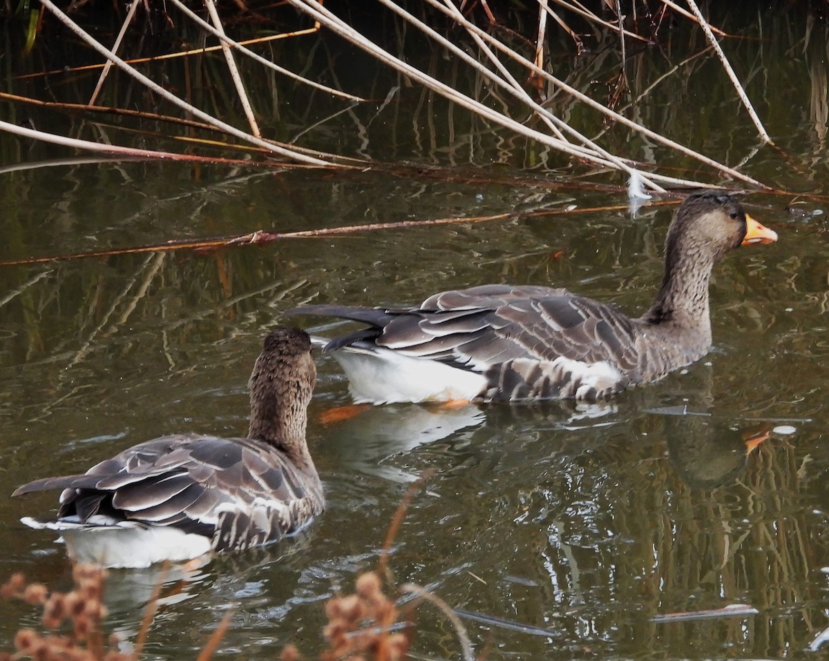Lesser White-fronted Goose - ML647800733