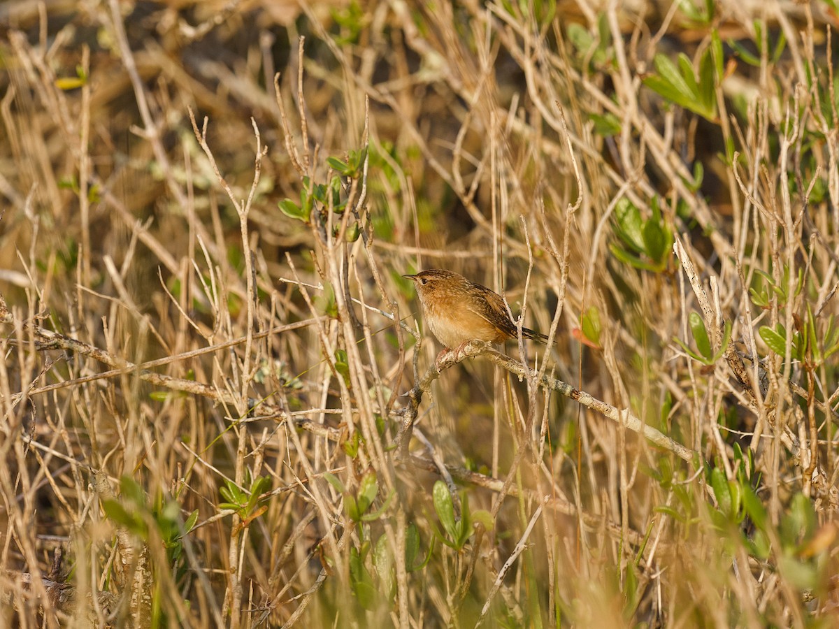 Sedge Wren - ML647800742