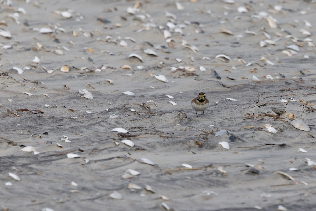 Alondra Cornuda - ML647800752