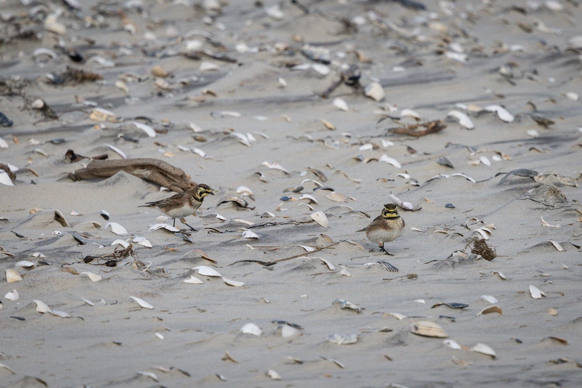 Alondra Cornuda - ML647800753