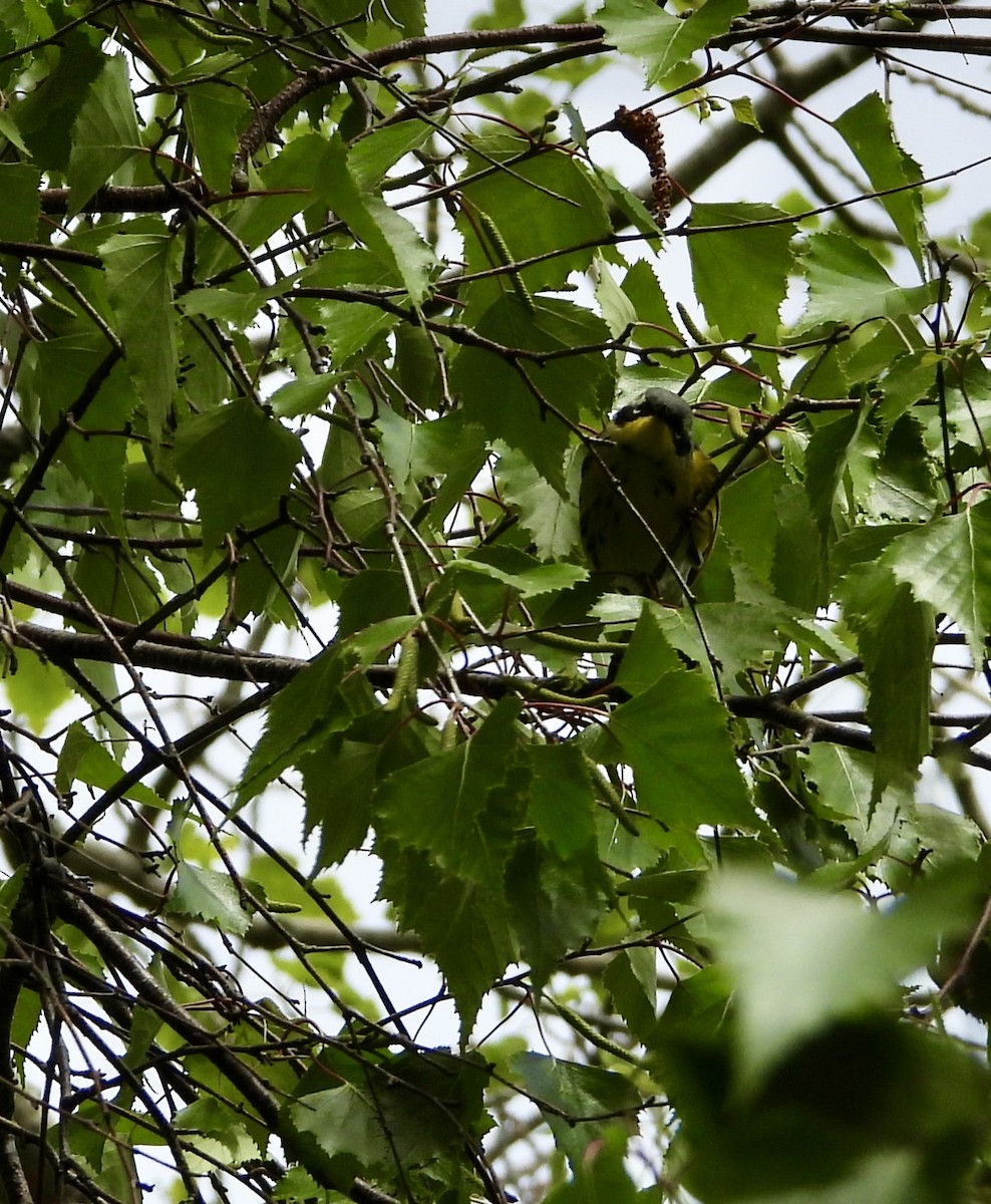 Common Yellowthroat - ML647800756