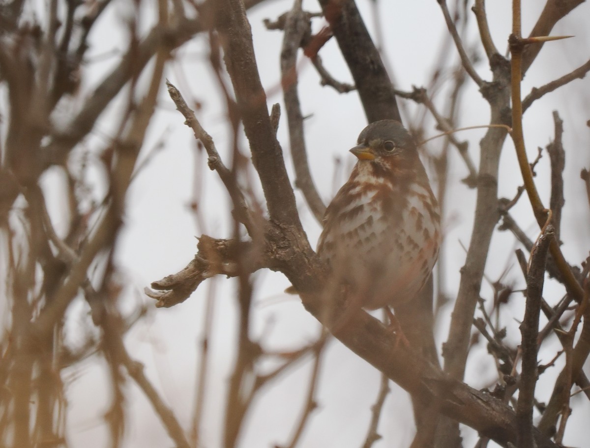 strnadec kaštanový (ssp. iliaca/zaboria) - ML647800761
