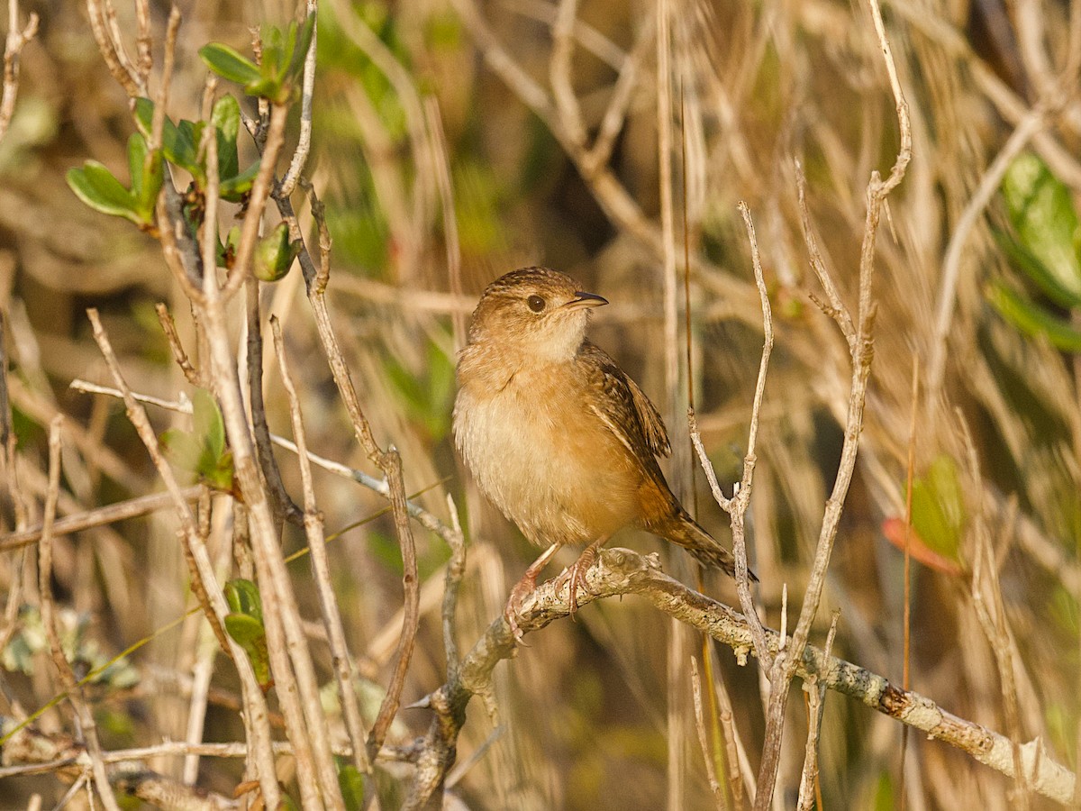 Sedge Wren - ML647800767