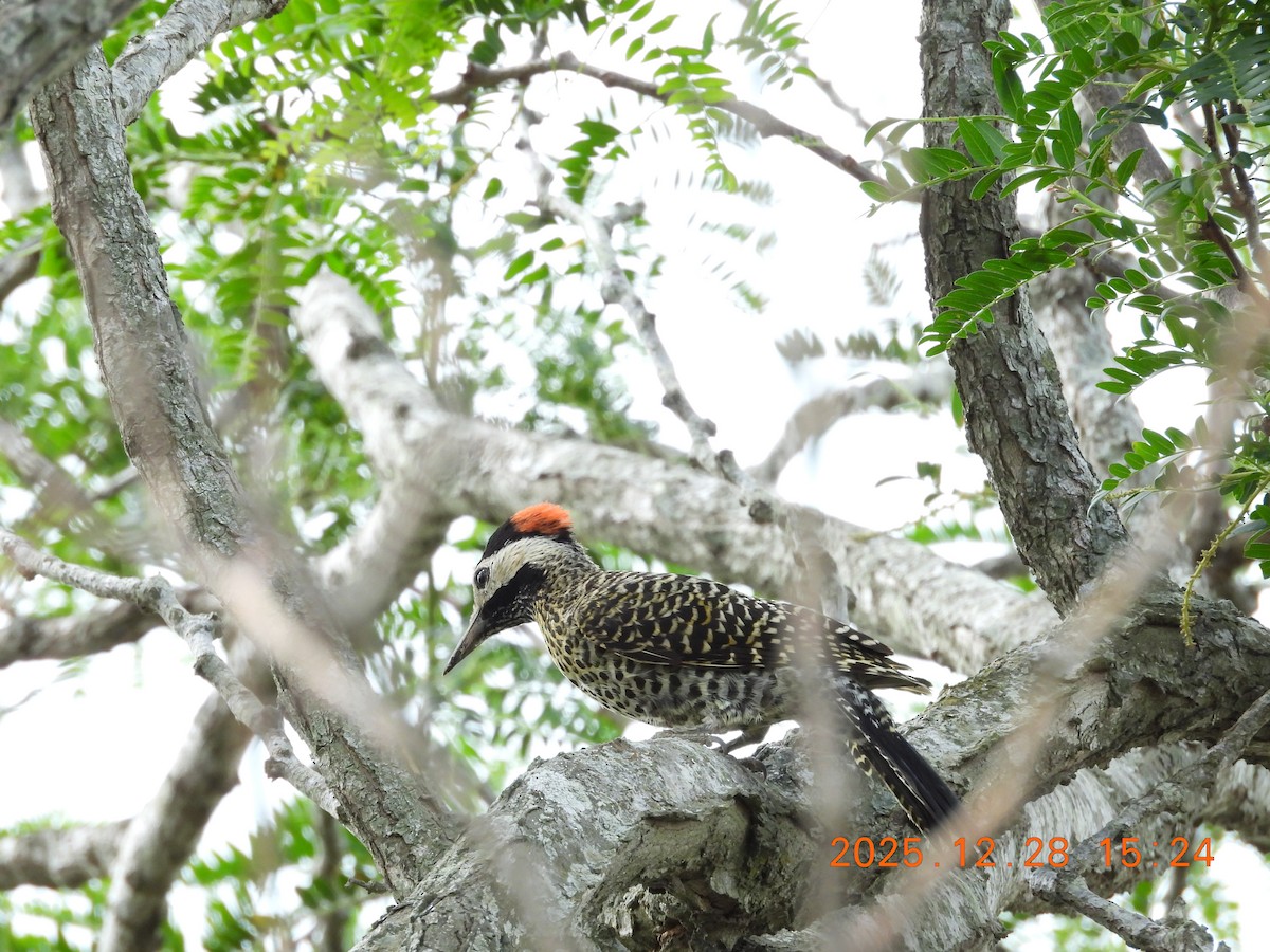 Carpintero Real - ML647800770