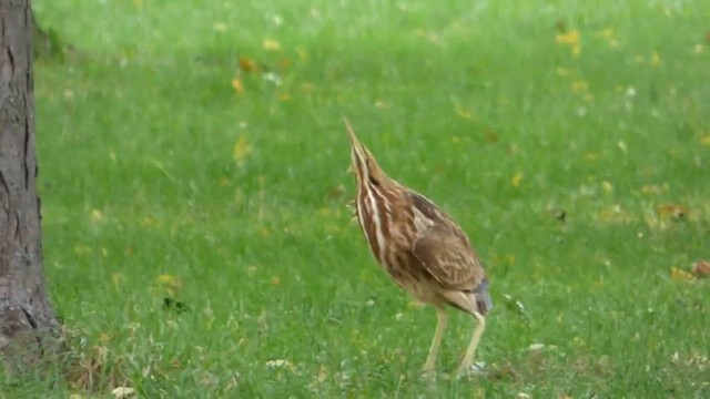 Бугай американський - ML647800777