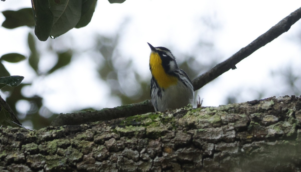 Yellow-throated Warbler - ML647800786