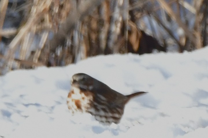 strnadec kaštanový (ssp. iliaca/zaboria) - ML647800787