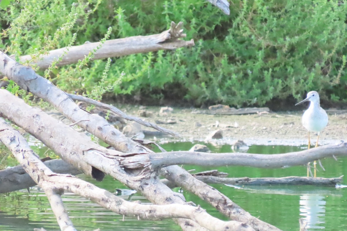 Greater Yellowlegs - ML647800833