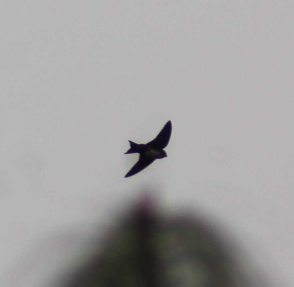 Hirondelle à tête noire - ML647800837