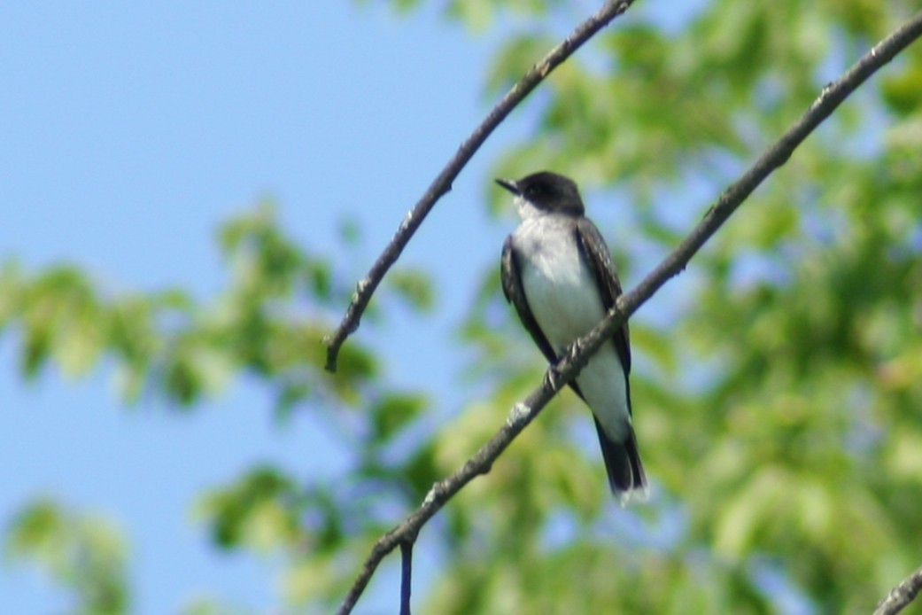 Tyran tritri - ML647800838