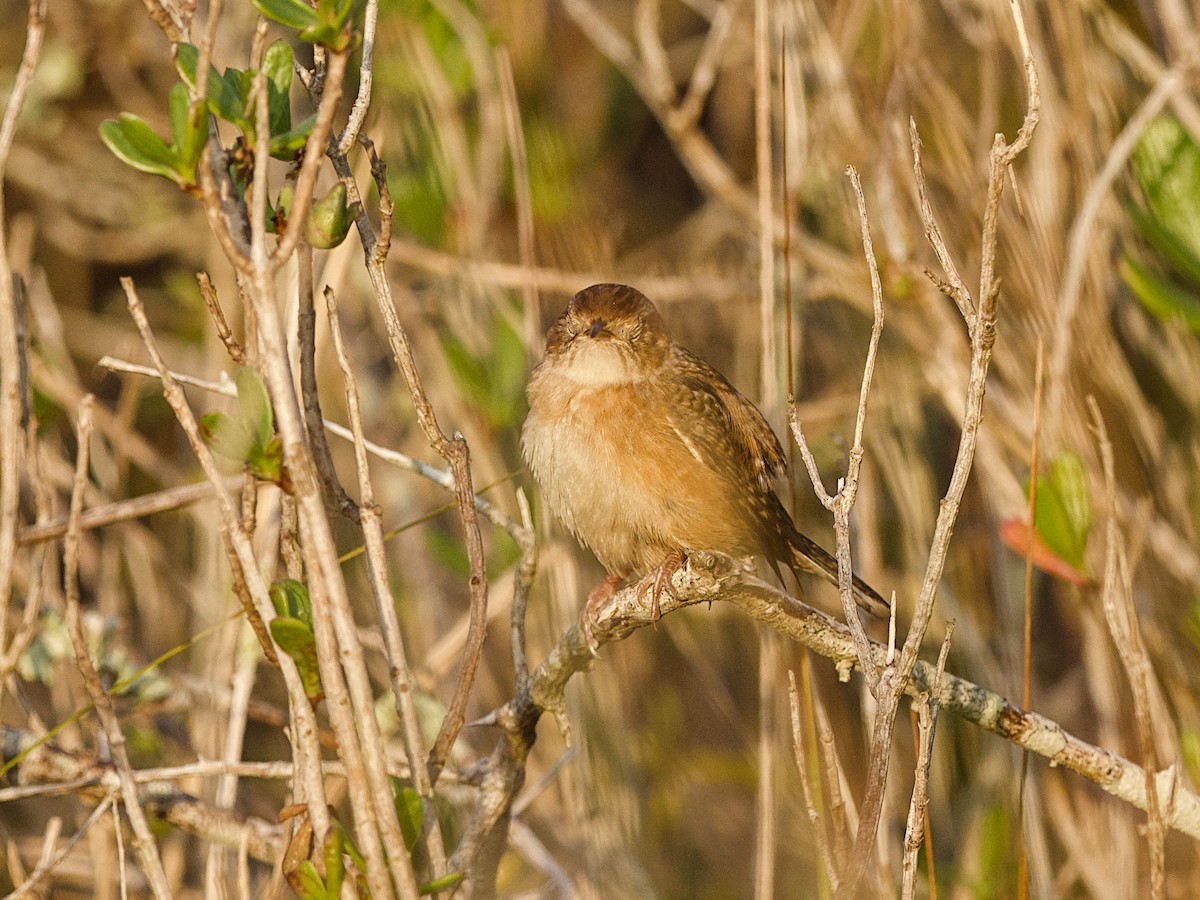 Sedge Wren - ML647800844
