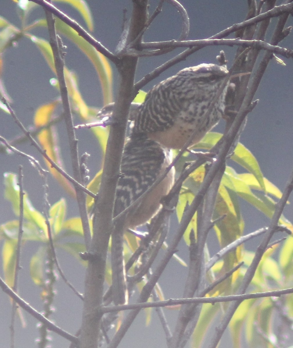 Troglodyte zoné (groupe zonatus) - ML647800845