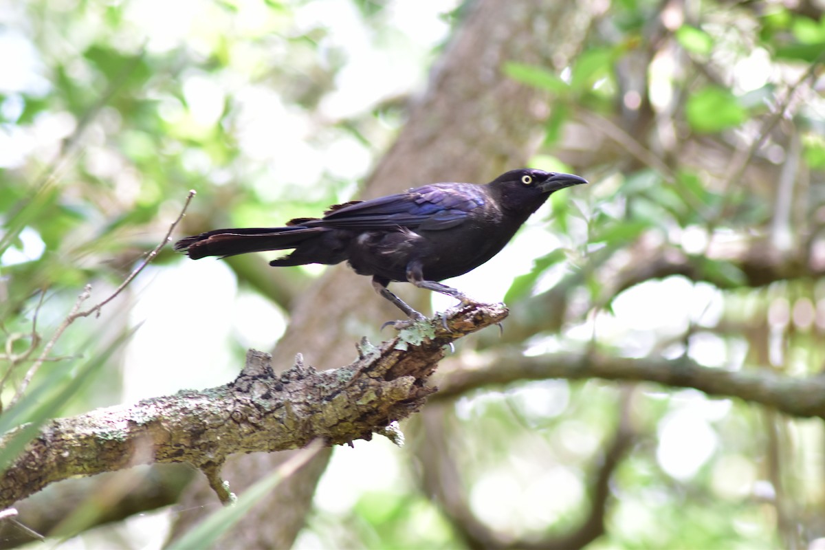 Boat-tailed Grackle - ML647800847