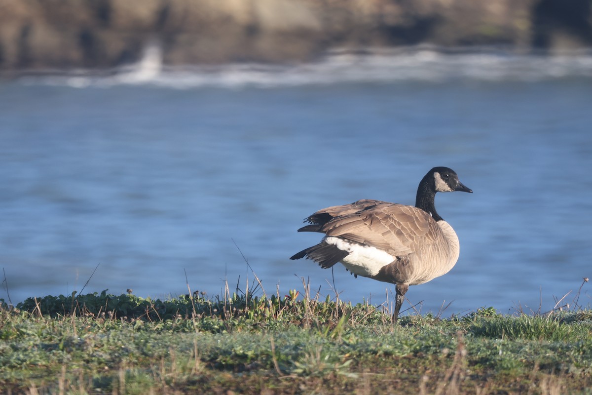 Canada Goose - ML647800849