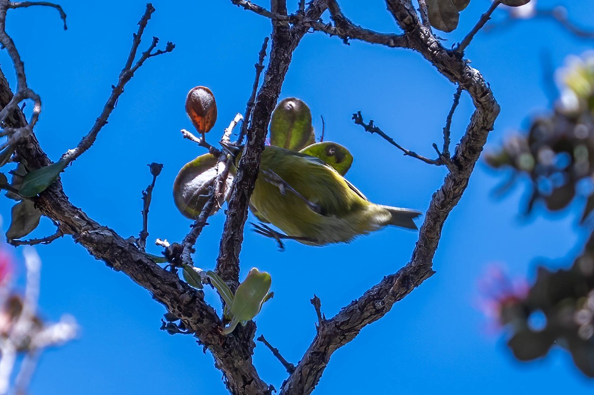 Окулярник японський - ML647800852