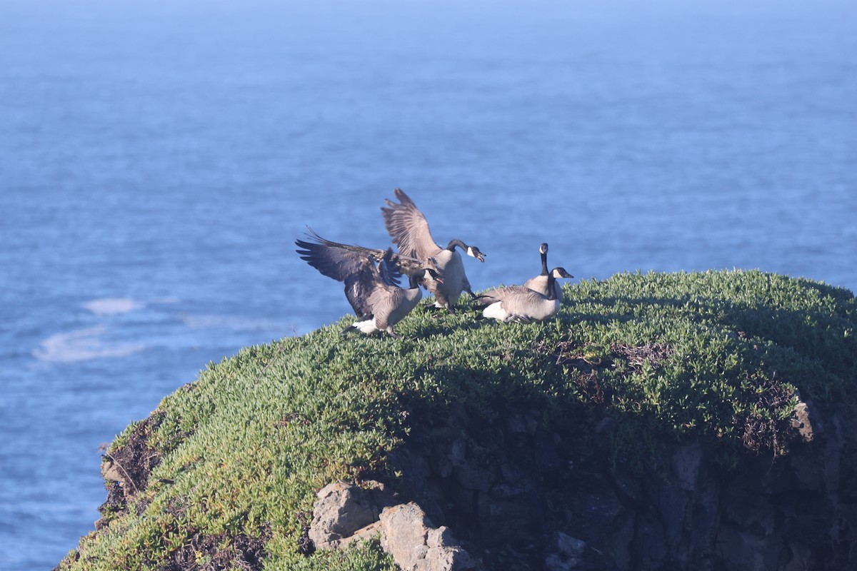 Canada Goose - ML647800877
