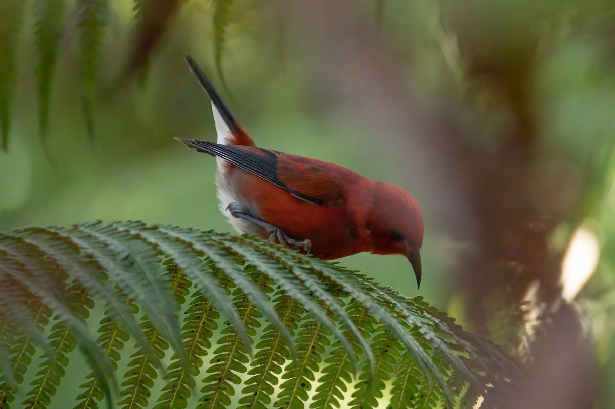 アカハワイミツスイ - ML647800879