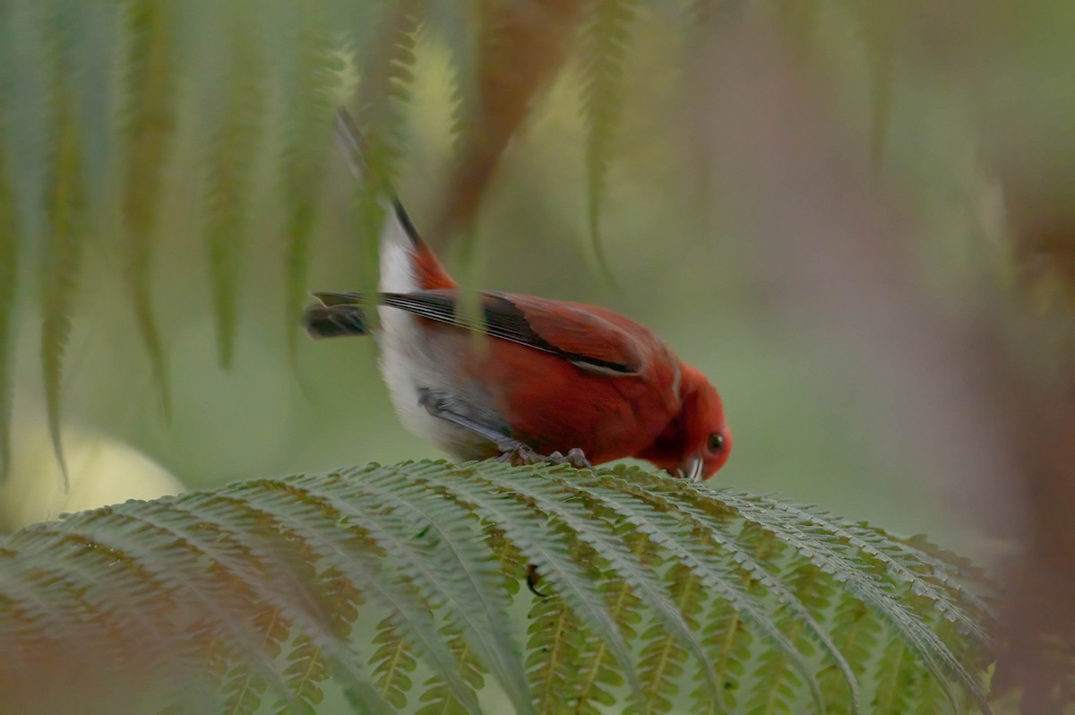 アカハワイミツスイ - ML647800880