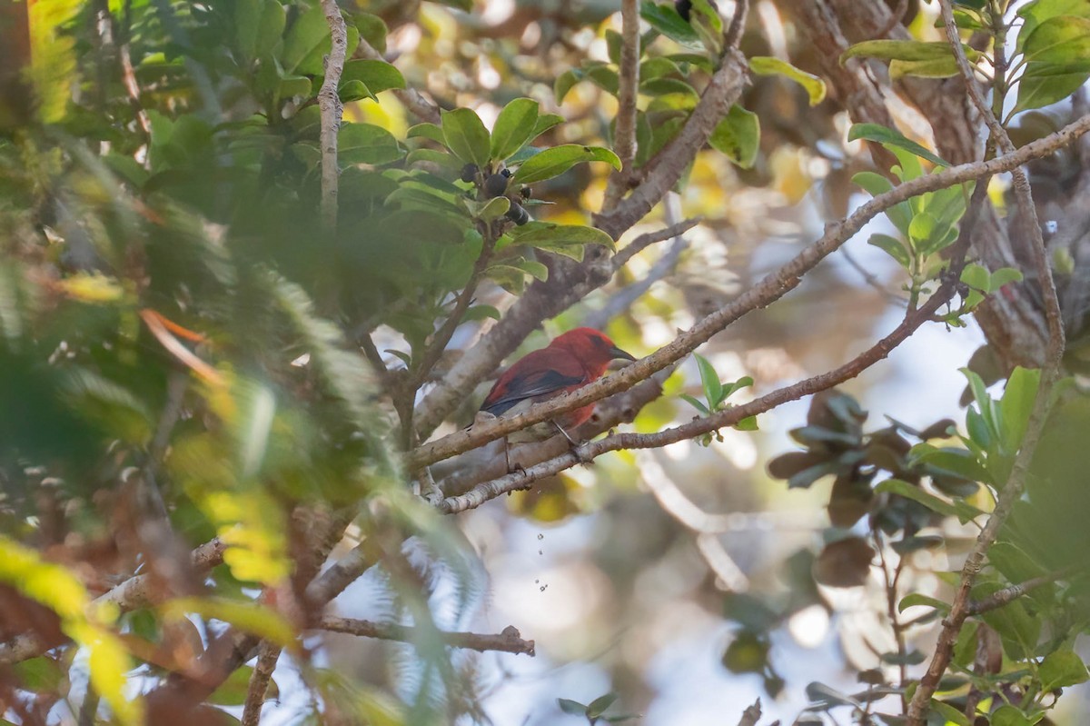 アカハワイミツスイ - ML647800881