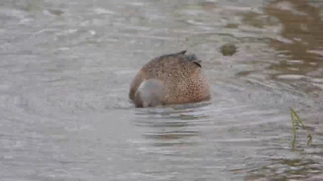 Blue-winged Teal - ML647800891