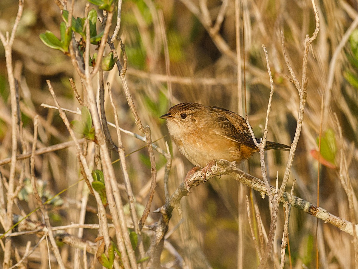 Sedge Wren - ML647800892