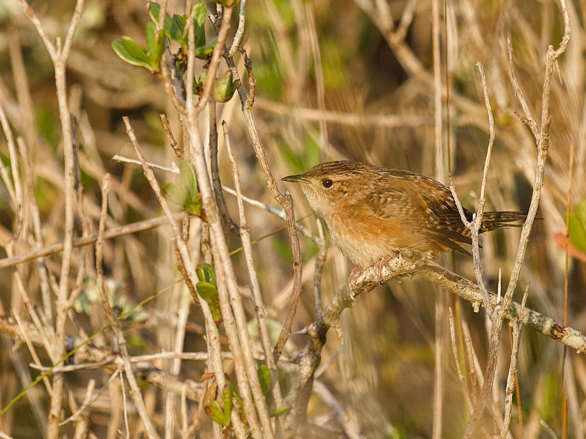 Sedge Wren - ML647800893