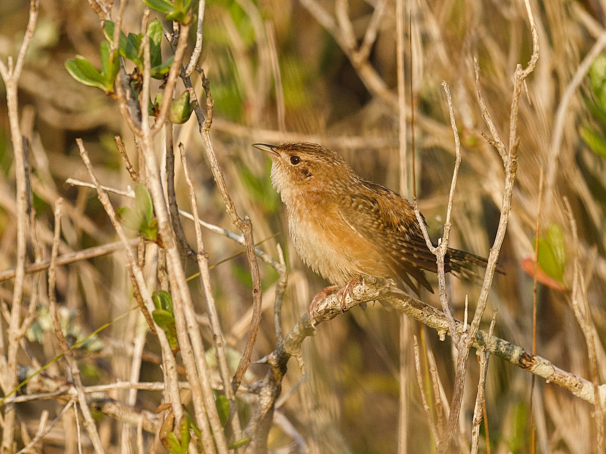 Sedge Wren - ML647800894