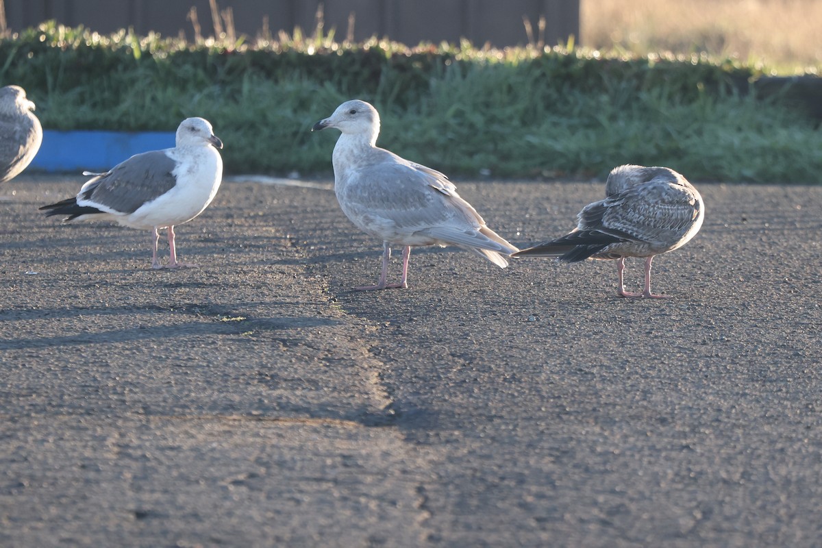 Glaucous-winged Gull - ML647800898