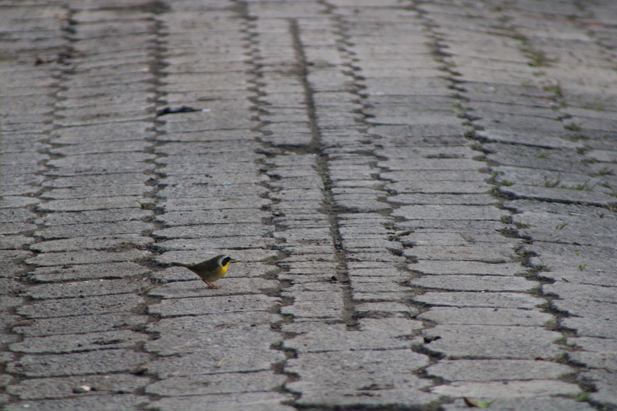 Common Yellowthroat (trichas Group) - ML647800914