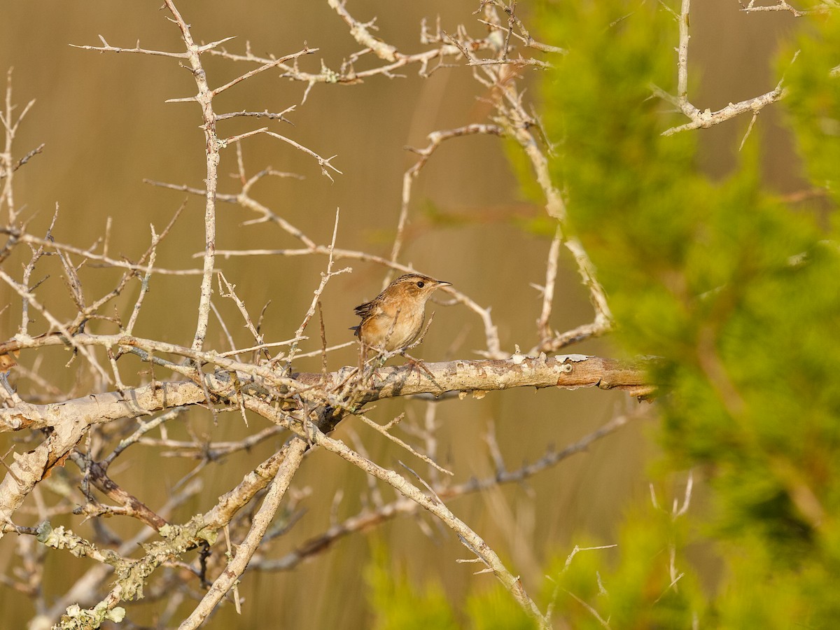 Sedge Wren - ML647800966
